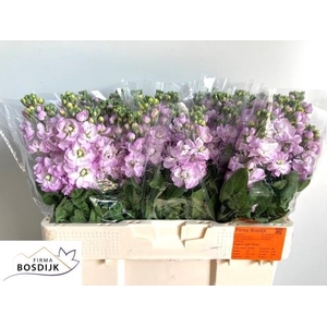 MATTH FIGARO L ROSE