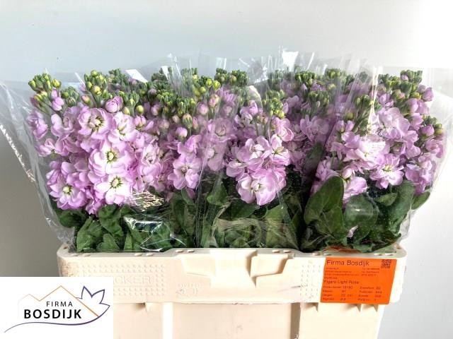 <h4>MATTH FIGARO L ROSE</h4>