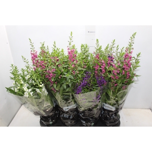 ANGELONIA P14 VARIADO