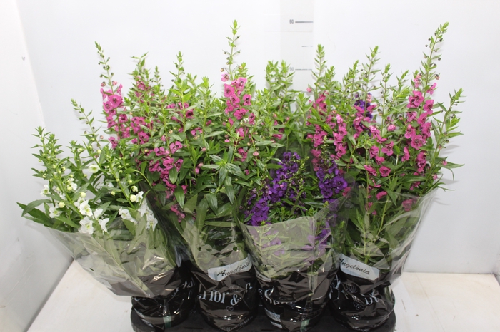 <h4>ANGELONIA P14 VARIADO</h4>