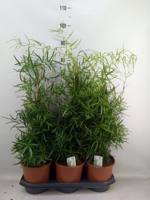 <h4>Asparagus falcatus</h4>