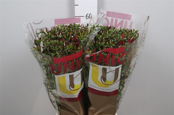 <h4>Fr En Red Passion</h4>