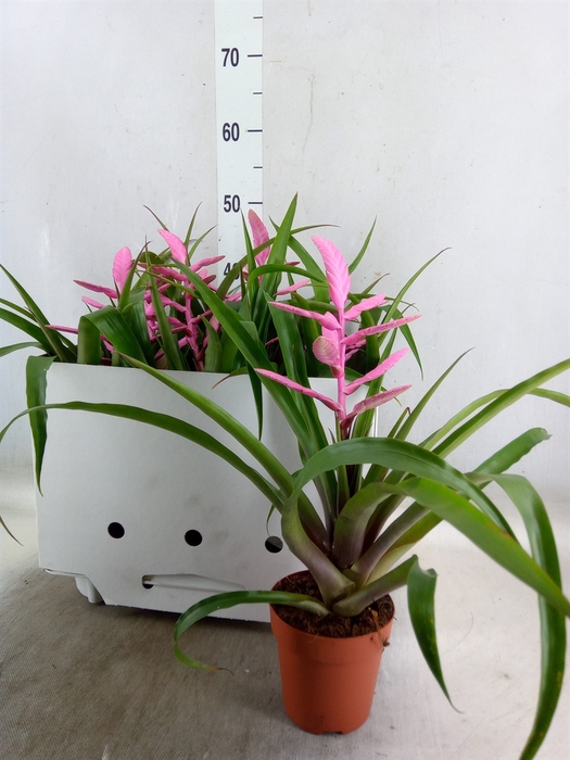<h4>Tillandsia  'Andreas'</h4>
