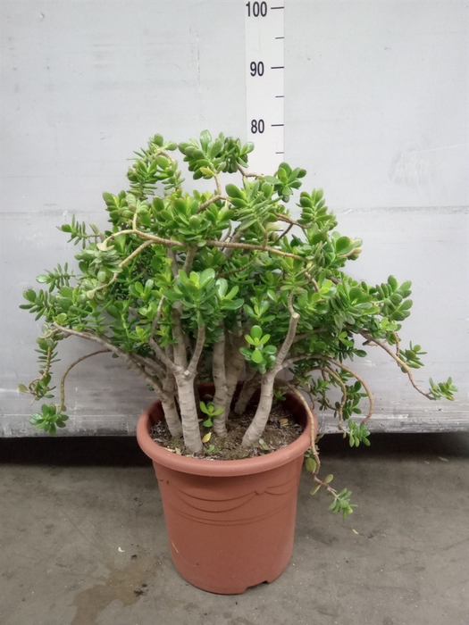 <h4>Crassula ovata 'Minor'</h4>