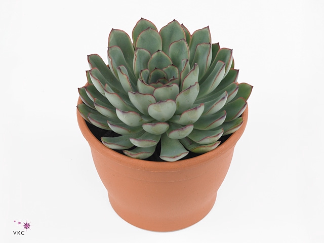 Echeveria pulidonis