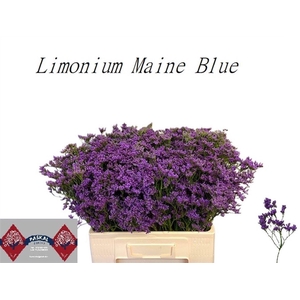 LIM MAINE BLUE