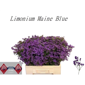 Lim Maine Blue