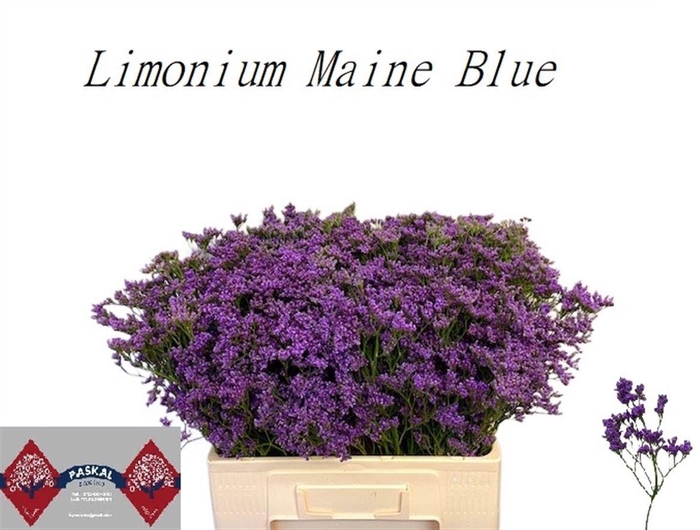 <h4>Lim Maine Blue</h4>