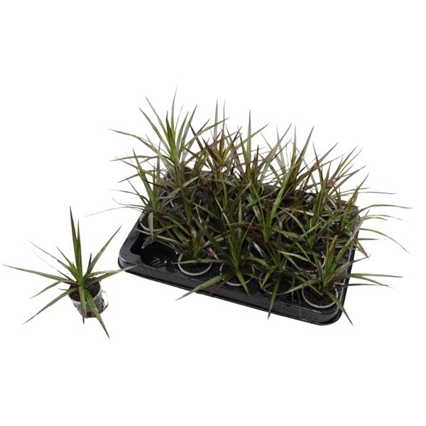 <h4>Dracaena marginata</h4>