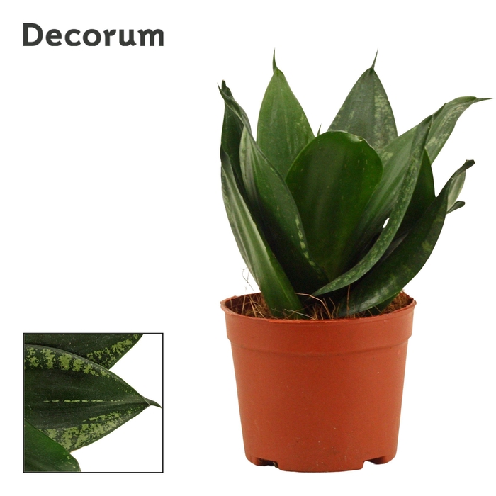 <h4>Sansevieria Hahnii 9 cm Silver Flame (Decorum)</h4>