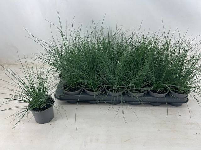 <h4>FEST GLAUCA P9</h4>