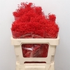 Dried Broom Bloom Red