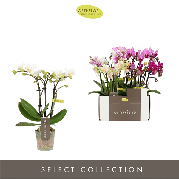 <h4>Phalaenopsis Multifloratypes gemengd 5 kleuren</h4>