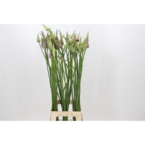 Allium Mystic Merlin