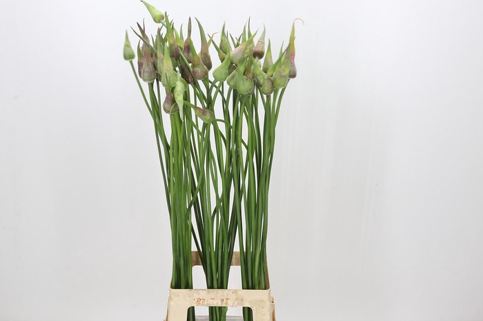 <h4>Allium Mystic Merlin</h4>