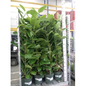 Ficus altissima