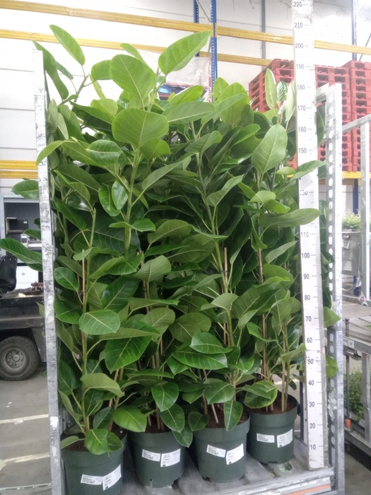 <h4>Ficus altissima</h4>