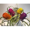 Banksia Tint Prionotes