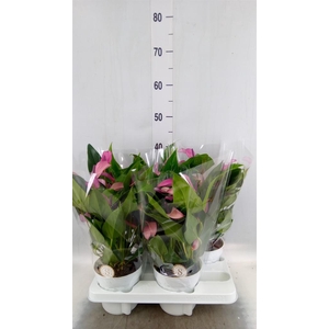 Anthurium  'Zizou'
