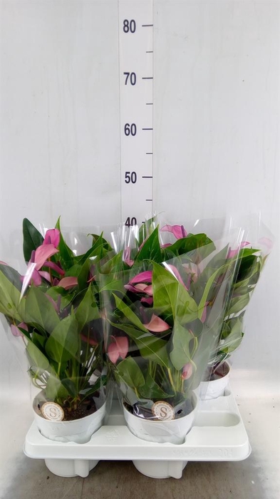 <h4>Anthurium 'Zizou'</h4>