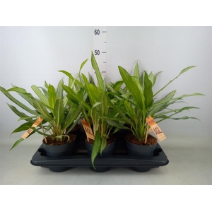 Aglaonema  'White Lance'