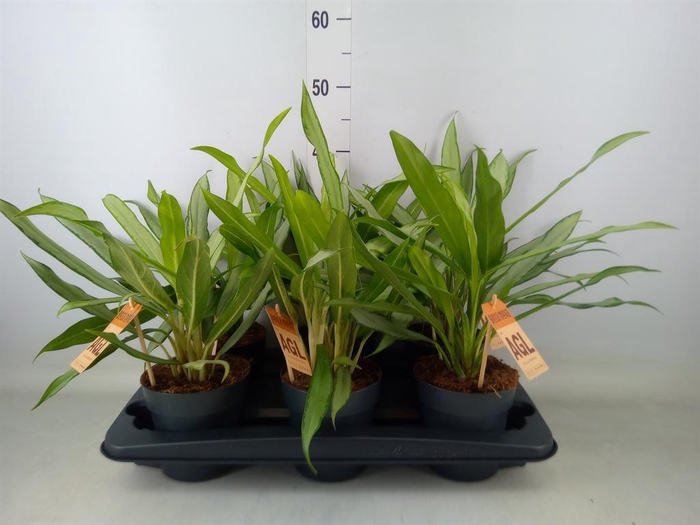 <h4>Aglaonema  'White Lance'</h4>