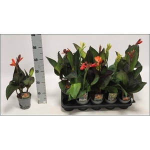 CANNA CANNOVA GEM