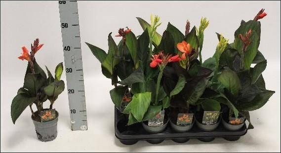 <h4>CANNA CANNOVA GEM</h4>