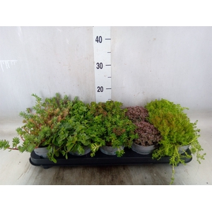 Sedum   ...