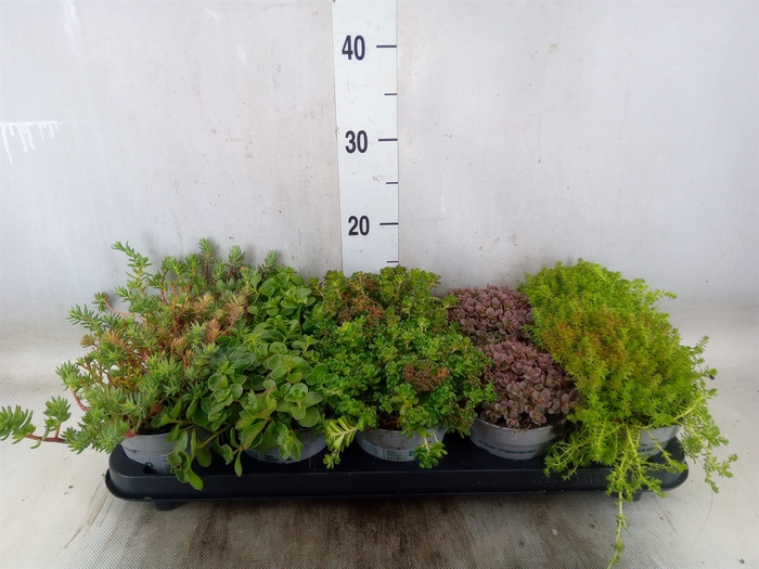 <h4>Sedum   ...</h4>