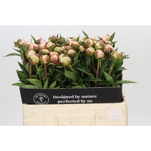 Paeonia Alertie