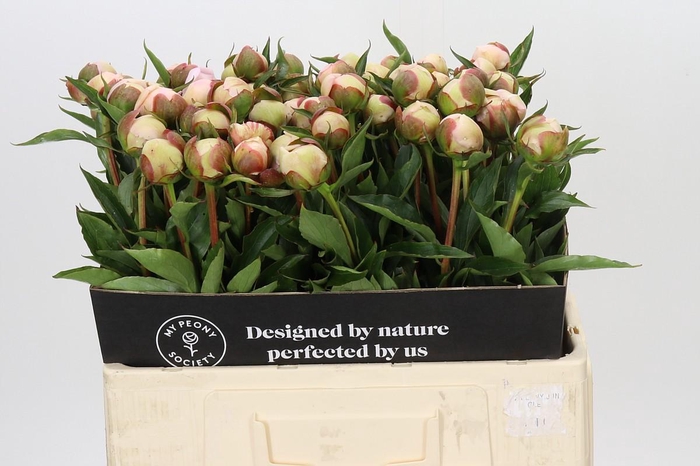 Paeonia Alertie