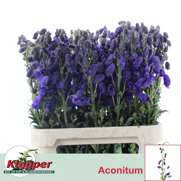 <h4>Aconi Car Arendsii</h4>