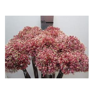 ALLIUM MOUNT ROOD