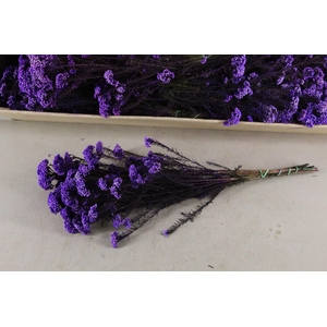 PF Rice Flowers Purple 100g