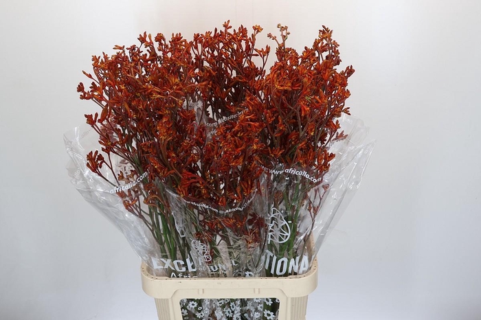 Anigozanthos Skippy Morning Sun