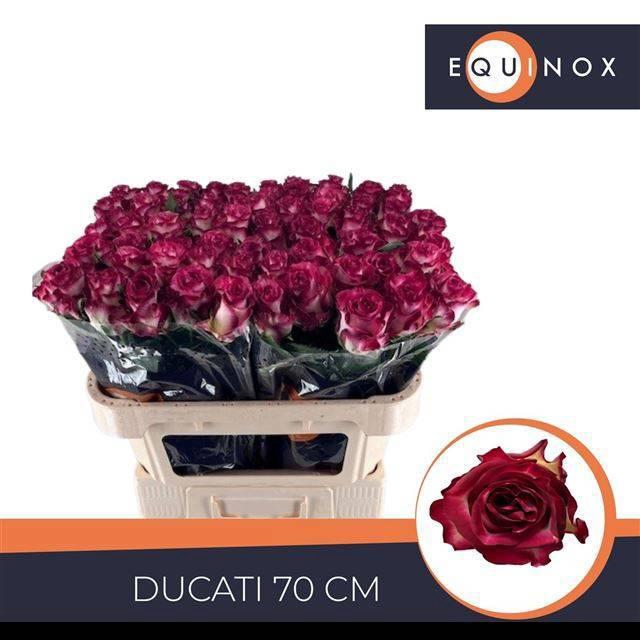 <h4>R GR DUCATI</h4>