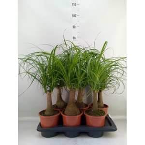 Beaucarnea recurvata