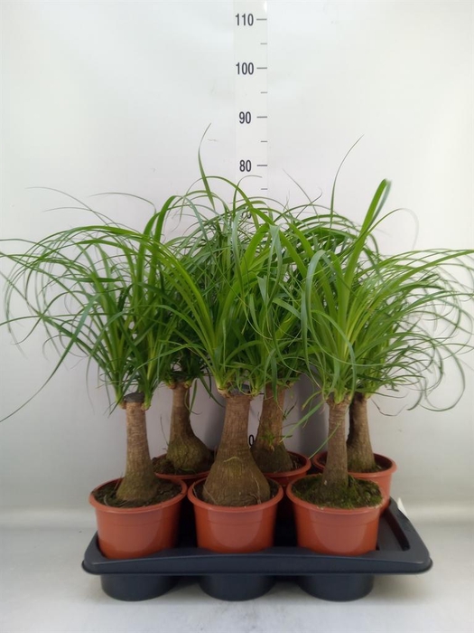 <h4>Beaucarnea recurvata</h4>