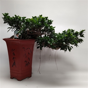 Ficus Ginseng Cascade Bonsai 40 cm