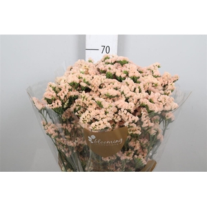 Statice Honey Apricot