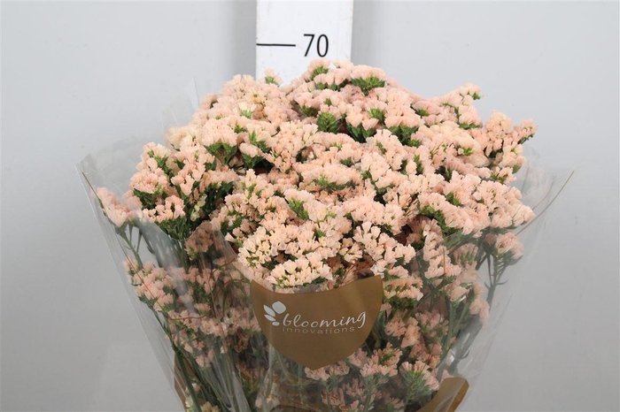 <h4>Statice Honey Apricot</h4>