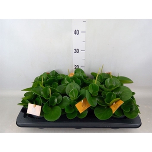 Peperomia obt. 'Green Gold'