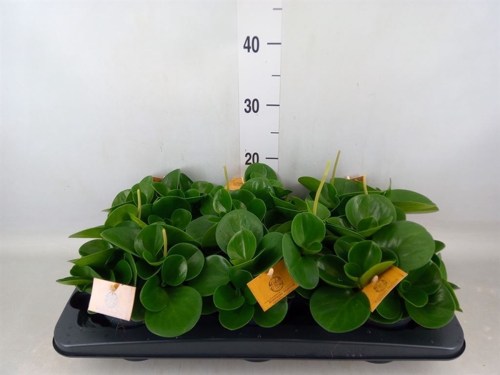 <h4>Peperomia obt. 'Green Gold'</h4>