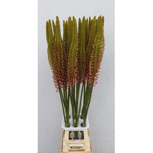 Eremurus Cleopatra Green Valley