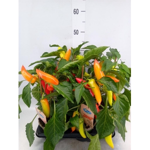 Capsicum annuum   ...peper