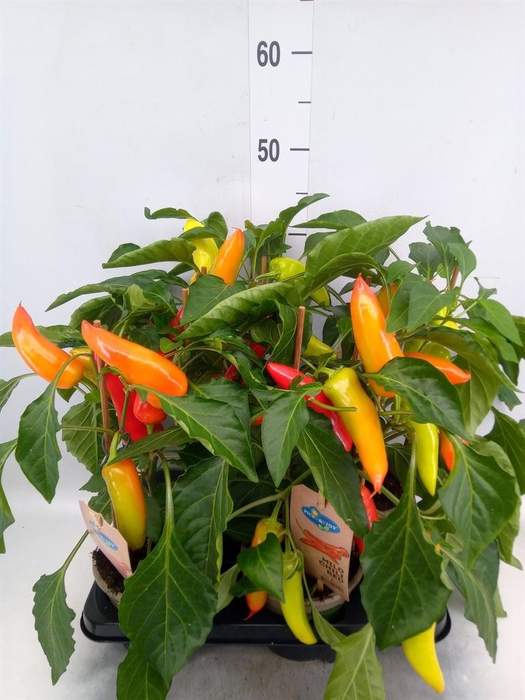 <h4>Capsicum annuum   ...peper</h4>
