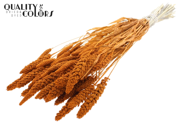 <h4>Gierst per bunch Intense Terracotta</h4>