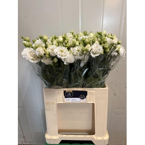 EUS G ALISSA PUR WHI