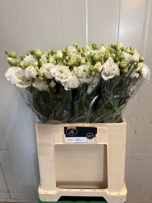 <h4>EUS G ALISSA PUR WHI</h4>